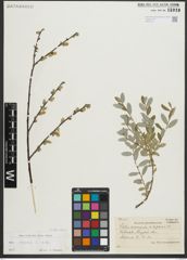 Foto von Salix repens subsp. repens L.